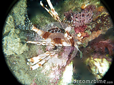 Pose fourth Beautiful lion fish in the darkness Stock Photo