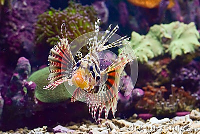 Lepu or lion fish is a group of poisonous marine fish species belonging to the genus Pterois, Parapterois, Brachypterois, Ebosia Stock Photo