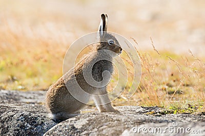 Lepus timidus. Mountain hare close-up in summer pelage, sits on the stones under the sunlight. Stock Photo