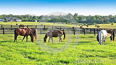 Les chevaux frôlant sur les pâturages verts du cheval cultivent Paysage d'été de pays banque de vidéos Les chevaux frôlant sur les pâturages verts du cheval cultivent Paysage d'été de pays banque de vidéos