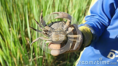 Les crabes, attrapeur de crabe, chasseur de crabe, ont attrapé le crabe, gisement de riz clips vidéos Les crabes, attrapeur de crabe, chasseur de crabe, ont attrapé le crabe, gisement de riz clips vidéos