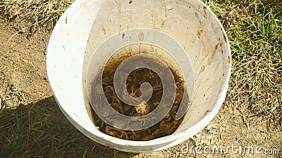 Les crabes, attrapeur de crabe, chasseur de crabe, ont attrapé le crabe, gisement de riz banque de vidéos Les crabes, attrapeur de crabe, chasseur de crabe, ont attrapé le crabe, gisement de riz banque de vidéos