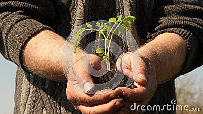 les mains du jardinier tiennent la jeune plante verte dans leurs paumes contre le ciel Pousse favorable ? l'environnement jeune p banque de vidéos les mains du jardinier tiennent la jeune plante verte dans leurs paumes contre le ciel Pousse favorable ? l'environnement jeune p banque de vidéos