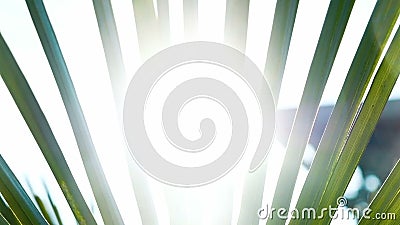 Les miroitements de lumière du soleil par le mouvement lent de branche de paume, détendent sur le mouvement de caméra de mer clips vidéos Les miroitements de lumière du soleil par le mouvement lent de branche de paume, détendent sur le mouvement de caméra de mer clips vidéos