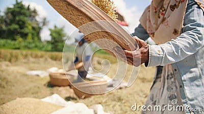 Les travailleurs de ferme de Balinese tamise et jette le riz au champ Riz asiatique traditionnel d'agriculture moissonnant le pro banque de vidéos Les travailleurs de ferme de Balinese tamise et jette le riz au champ Riz asiatique traditionnel d'agriculture moissonnant le pro banque de vidéos