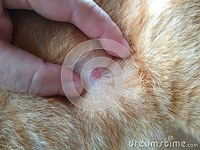 Lesion from fungal infection in cat. Stock Photo