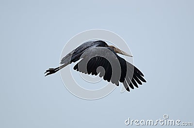 Lesser adjutant Stock Photo