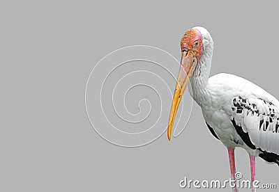Lesser Adjutant Isolated on Light Gray Background, Clipping Path Stock Photo