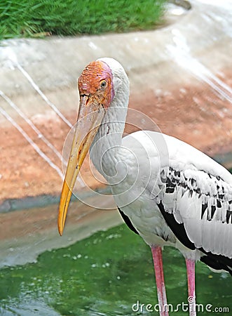 Lesser Adjutant Isolated on Nature Background Stock Photo