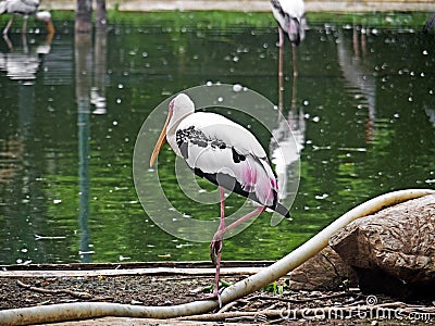 Lesser Adjutant Standing near a Pond, Clipping Path Stock Photo