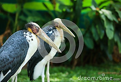 Lesser adjutant stork_ Stock Photo