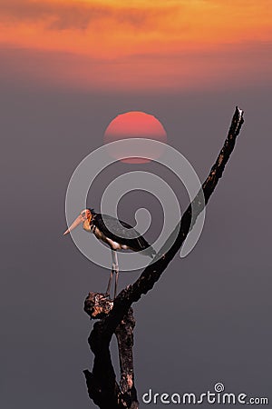 Lesser adjutant stork. Stock Photo