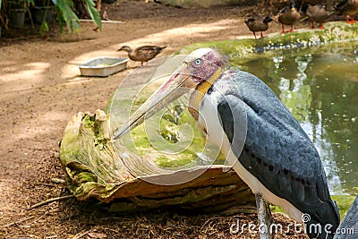 Lesser adjutant stork Stock Photo