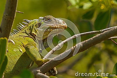 Lesser Antillean Iguana Stock Photo