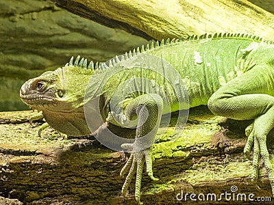 Lesser Antillean Iguana, Iguana delicatissima is on the farm to eat Stock Photo