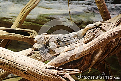 Lesser antillean iguana Stock Photo