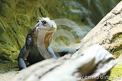 Lesser antillean iguana Stock Photo