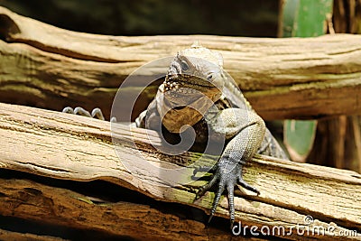 Lesser antillean iguana Stock Photo