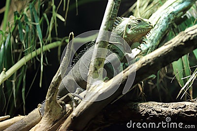 Lesser Antillean iguana Stock Photo