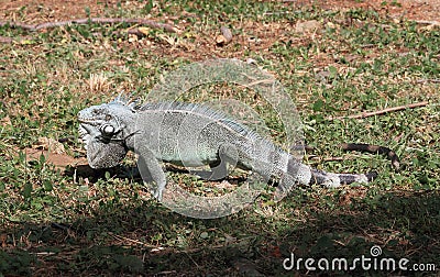 Lesser Antillean Iguana on Martinique Stock Photo