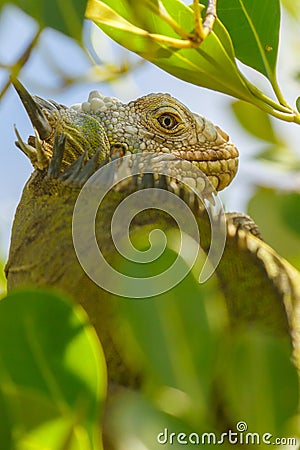 Lesser Antillean Iguana in tropical tree Stock Photo