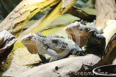 Lesser antillean iguana Stock Photo