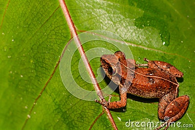 Lesser Antillean Whistling Frog Stock Photo