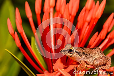 Lesser Antillean Whistling Frog Stock Photo