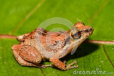 Lesser Antillean Whistling Frog Stock Photo