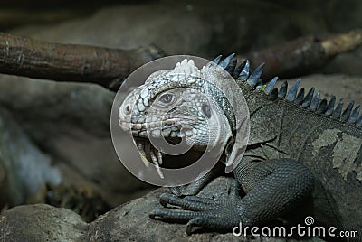 Lesser Antilles Iguana - Iguana delicatissima Stock Photo