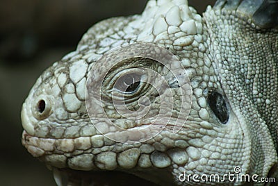 Lesser Antilles Iguana - Iguana delicatissima Stock Photo