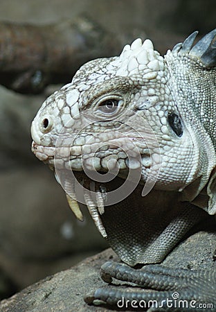 Lesser Antilles Iguana - Iguana delicatissima Stock Photo