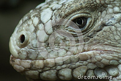 Lesser Antilles Iguana - Iguana delicatissima Stock Photo