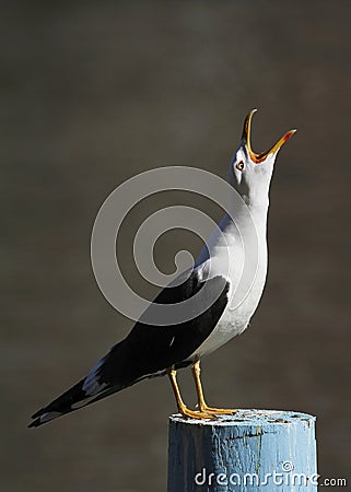 Lesser Black-backed Gull, Larus fuscus. Stock Photo