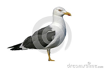 Lesser black-backed gull, Larus fuscus Stock Photo