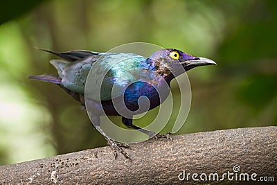 Lesser Blue eared Glossy starling Stock Photo