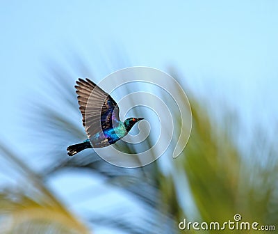 Lesser Blue-eared Glossy Starling in flight Stock Photo