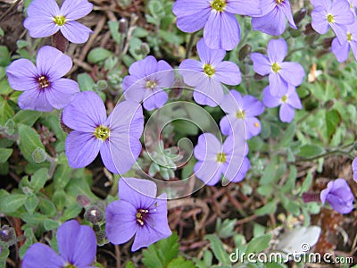 Lesser blue periwinkle common, spring flowers background, ukrainian flower Stock Photo