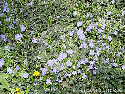 Lesser blue periwinkle common, spring flowers background, ukrainian flower Stock Photo