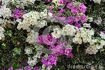 Lesser bougainvillea or paperflower an evergreen, climbing shrub with thorny stems Stock Photo