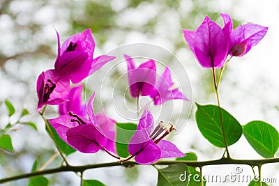 Lesser bougainvillea (Bougainvillea glabra), bougainvillea flowe Stock Photo