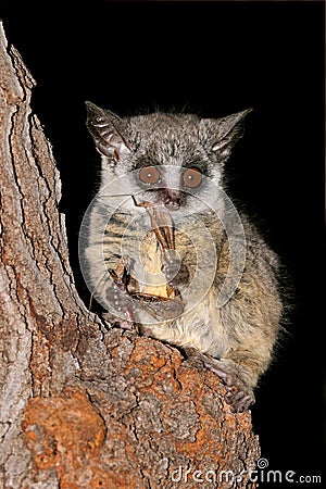 Lesser Bushbaby Stock Photo