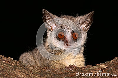 Lesser Bushbaby Stock Photo