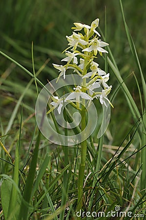 Lesser Butterfly Orchid Stock Photo