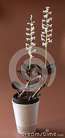 Lesser butterfly orchid - platanthera bifolia Stock Photo