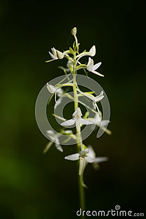 Lesser Butterfly Orchid Platanthera bifolia Stock Photo