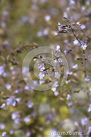 Lesser calamint Blue Cloud Stock Photo