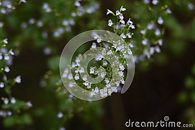 Lesser calamint Calamintha nepeta flowers. Stock Photo