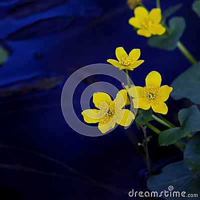 Lesser Celandine Stock Photo