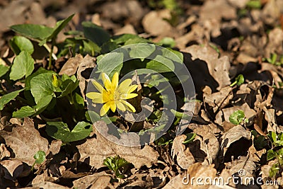 Lesser celandine Ficaria verna is one of the earliest blooming flowers Stock Photo